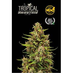 Tropical Zmoothie Auto, Фасовка: 1